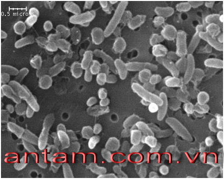 Hoá chất Chống Vi Sinh và Vi Khuẩn Cho Hệ Thống Làm Lạnh Kín AT-2200